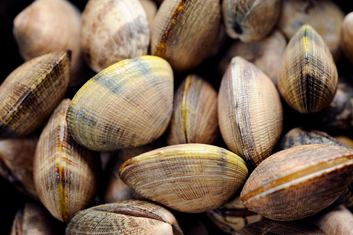 A brown seashell macro shot as a natural background, shallow DOF