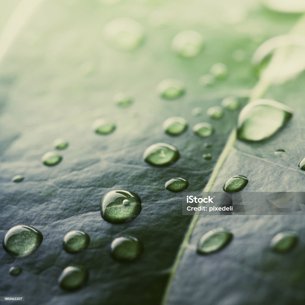 녹색 잎 물 낙하 - 로열티 프리 0명 스톡 사진