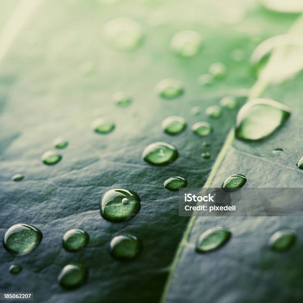 Zielony Liść Z Wody Spadnie - zdjęcia stockowe i więcej obrazów Bez ludzi - Bez ludzi, Bliskie zbliżenie, Deszcz