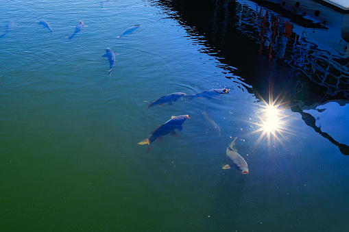 The image shows a school of tilapia swimming around in a large fish pond in the park, waiting to be fed by a group of tourists in the park.