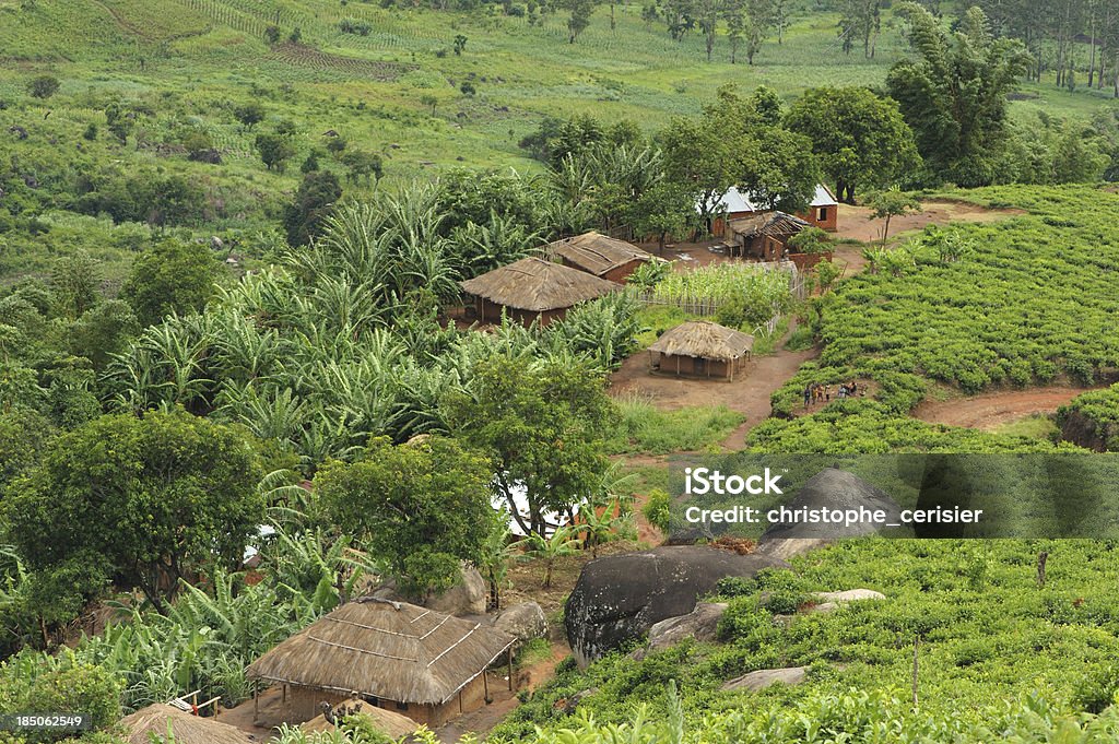 African chatki w tea hills - Zbiór zdjęć royalty-free (Afryka) African chatki w tea hills - Zbiór zdjęć royalty-free (Afryka)