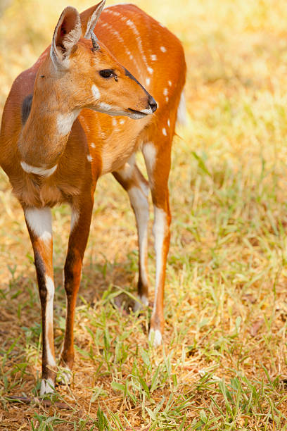 istock Young bushbuck wild in Uganda 185062667