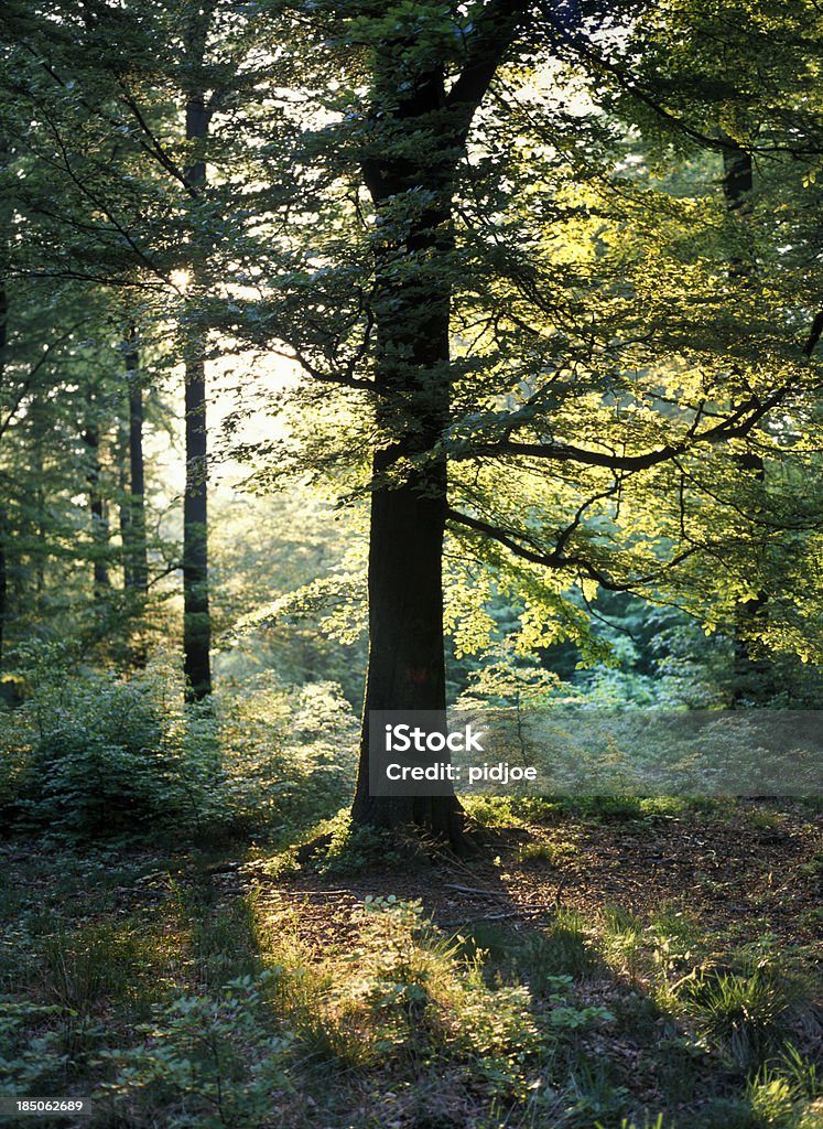 Sonnenstrahlen durch oak Bäume im Wald - Lizenzfrei Beleuchtet Stock-Foto