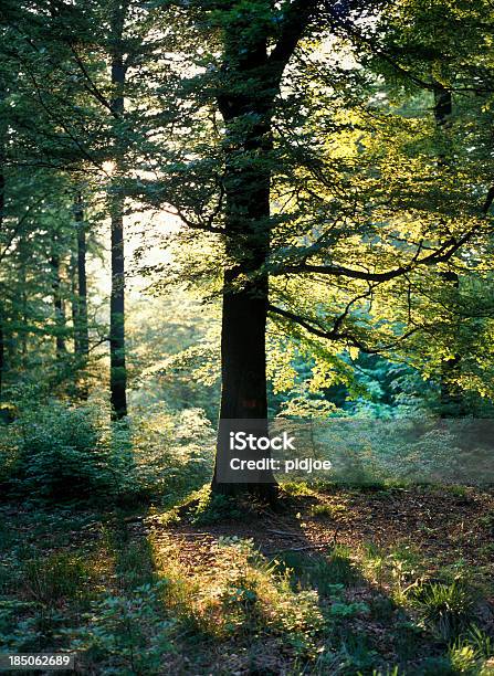 Sonnenstrahlen Durch Oak Bäume Im Wald Stockfoto und mehr Bilder von Beleuchtet - Beleuchtet, Eiche, Vertikal