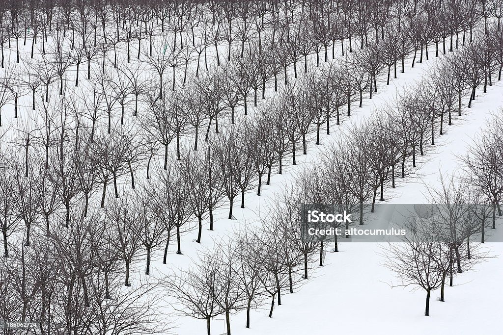 Inverno Frutteto - Foto stock royalty-free di Gennaio