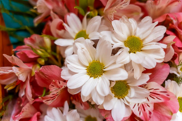 istock composition with chrysanthemum flowers, summer flowers 1850628981