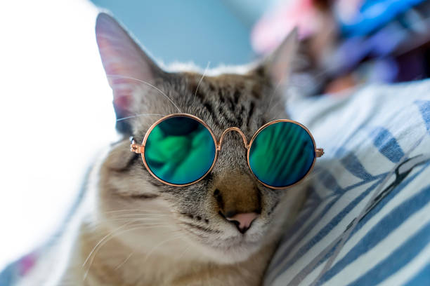 istock Cat in glasses, Color Point Cat watching. Close-up, selective focus 1850629049
