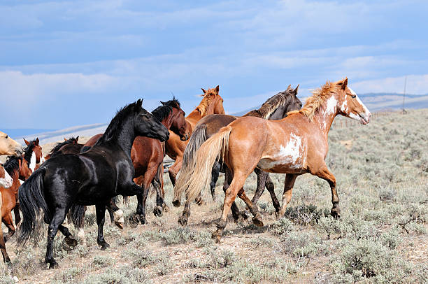 istock Bucking Horses Running Wild in Montana 185063301