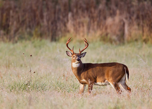 White Tailed Deer Buck "White Tailed Deer BuckCades CoveGreat Smokey Mountains National Park , TennesseeMORE DEER" white tailed stock pictures, royalty-free photos & images