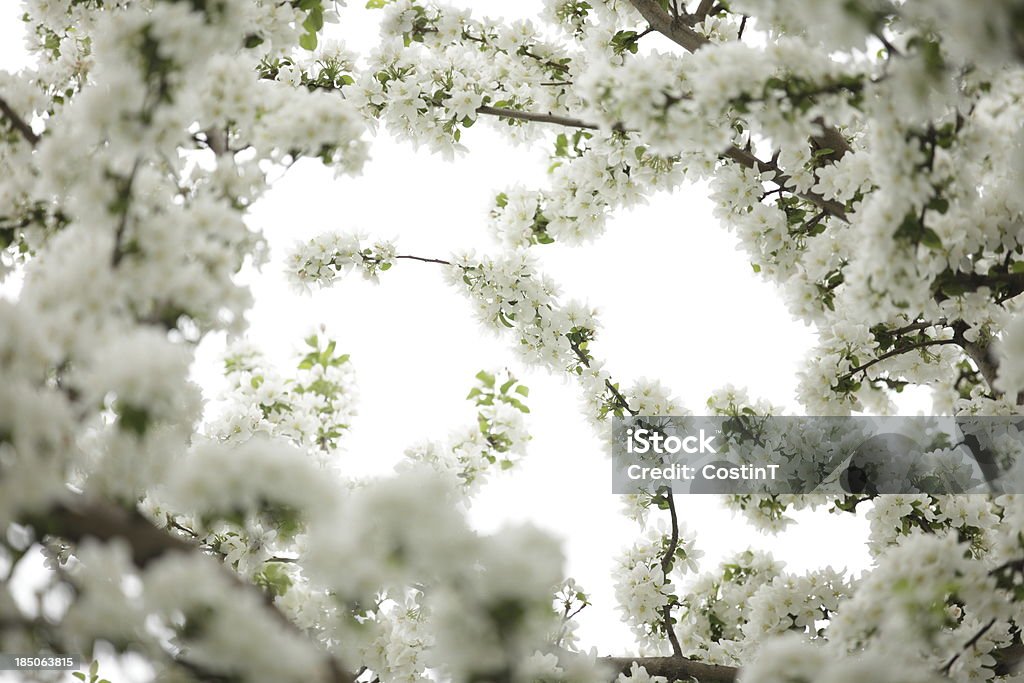 Bianco Fiore di ciliegio - Foto stock royalty-free di Ciliegio