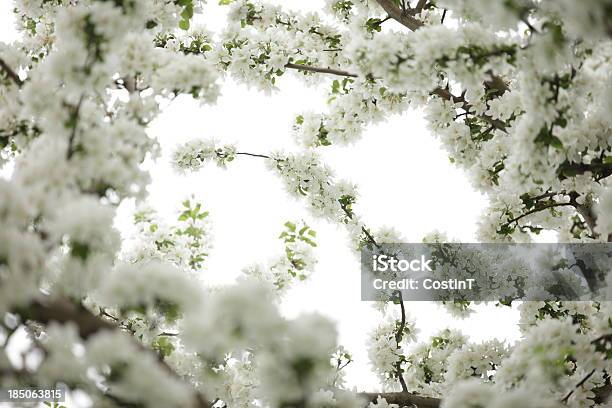 Bianco Fiore Di Ciliegio - Fotografie stock e altre immagini di Ciliegio - Ciliegio, Fiore di ciliegio, Inquadratura dal basso