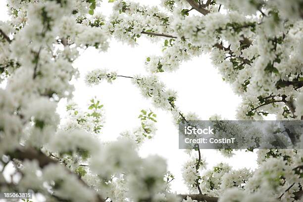 인명별 벚나무 꽃송이 낮은 카메라 각도에 대한 스톡 사진 및 기타 이미지 - 낮은 카메라 각도, 벚꽃, 벚나무