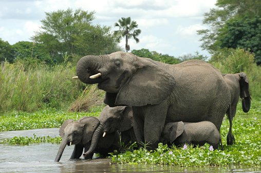 Elephant herd with babies along Shire river, Liwonde National park, Malawi.