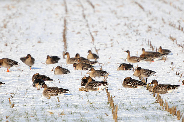 istock flock of Greylag Goose on field during winter (Germany) 185064071