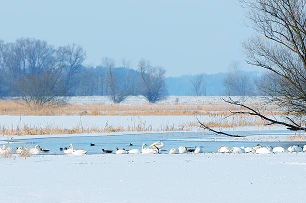 stormo di swan e oca selvatica durante l'inverno di lago - vogelzug foto e immagini stock