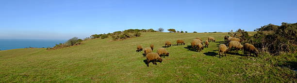 istock Manx sheep landscape, Jersey. 185064545