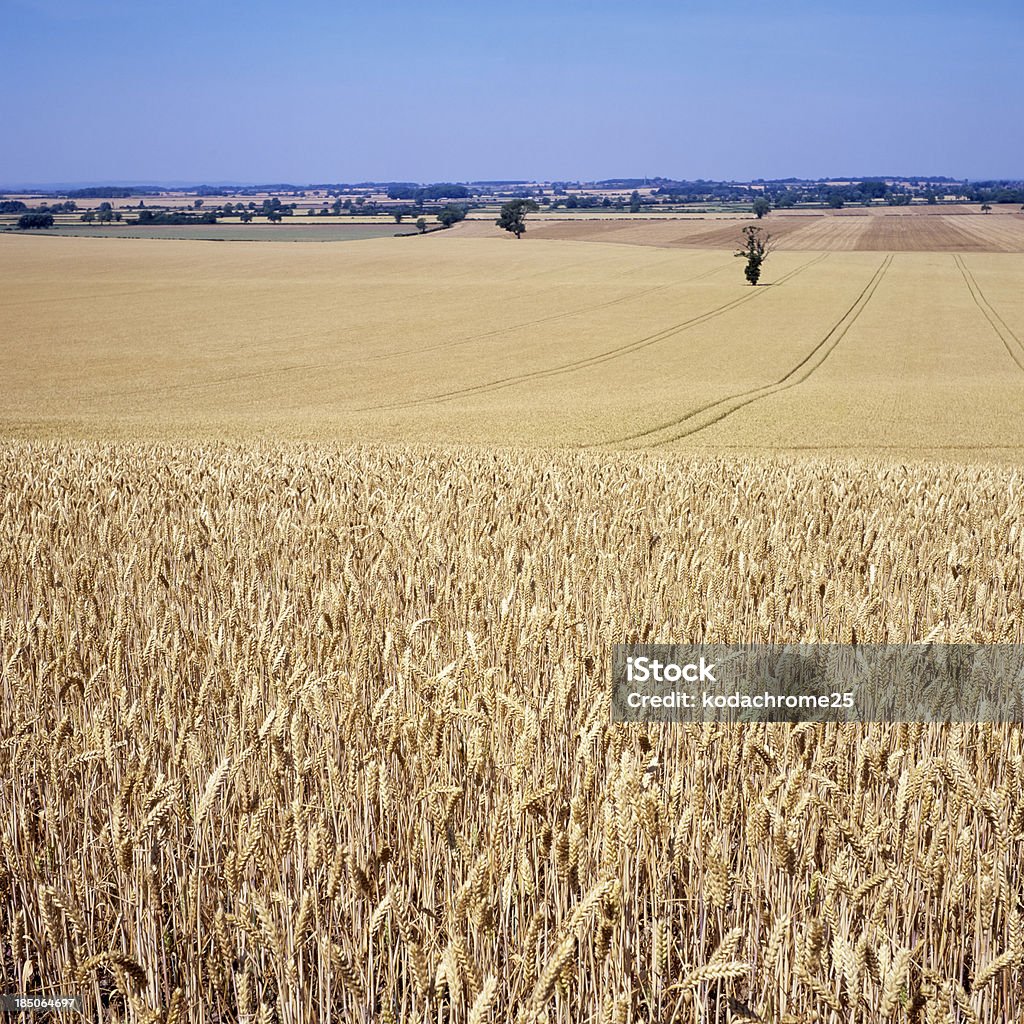 crops crops growing in a field Agricultural Field Stock Photo