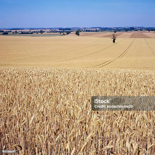 Crops Stock Photo - Download Image Now - Agricultural Field, Agriculture, Cereal Plant