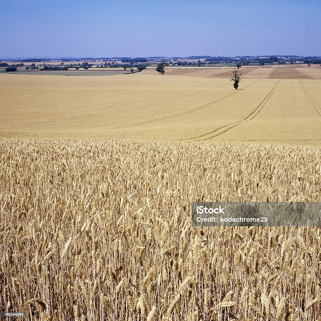 Culturas - Royalty-free Agricultura Foto de stock