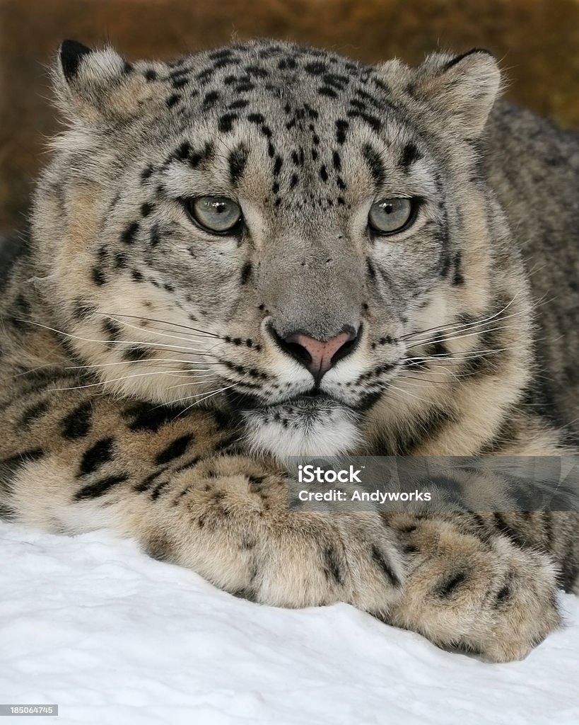 Snow Leopard Panthera uncia (im Winter - Lizenzfrei Schneeleopard Stock-Foto