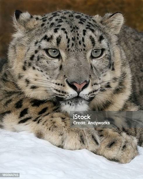 Snow Leopard Panthera Uncia Im Winter Stockfoto und mehr Bilder von Schneeleopard - Schneeleopard, Leopard, Schnee