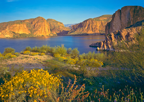 Spring Brittle bush blossoms carpet the desert near The Superstition Mountains at Canyon Lake in the Tonto National Forest near Phoenix Arizona