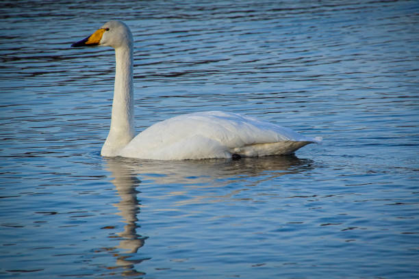 istock Side view of swan swimming in lake 1850657655