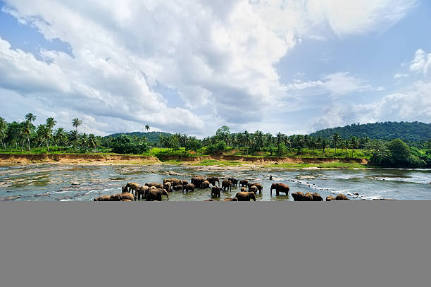 istock Pinnawela Elephant Orphanage - Sri Lanka 185065893
