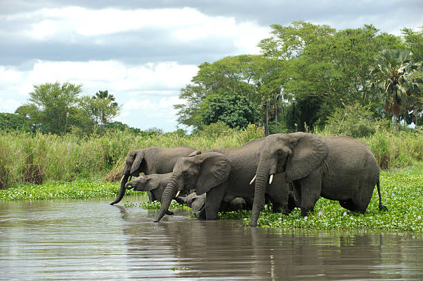 Elefante rebaño beber al río - foto de stock