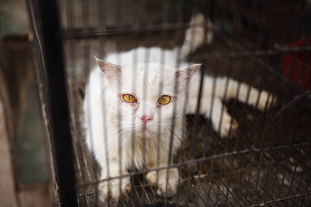 Globo triste Gato persa loja de animais de estimação - foto de acervo