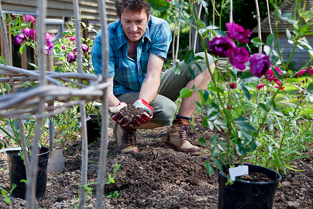istock Gardener Planting Flowers 185066139