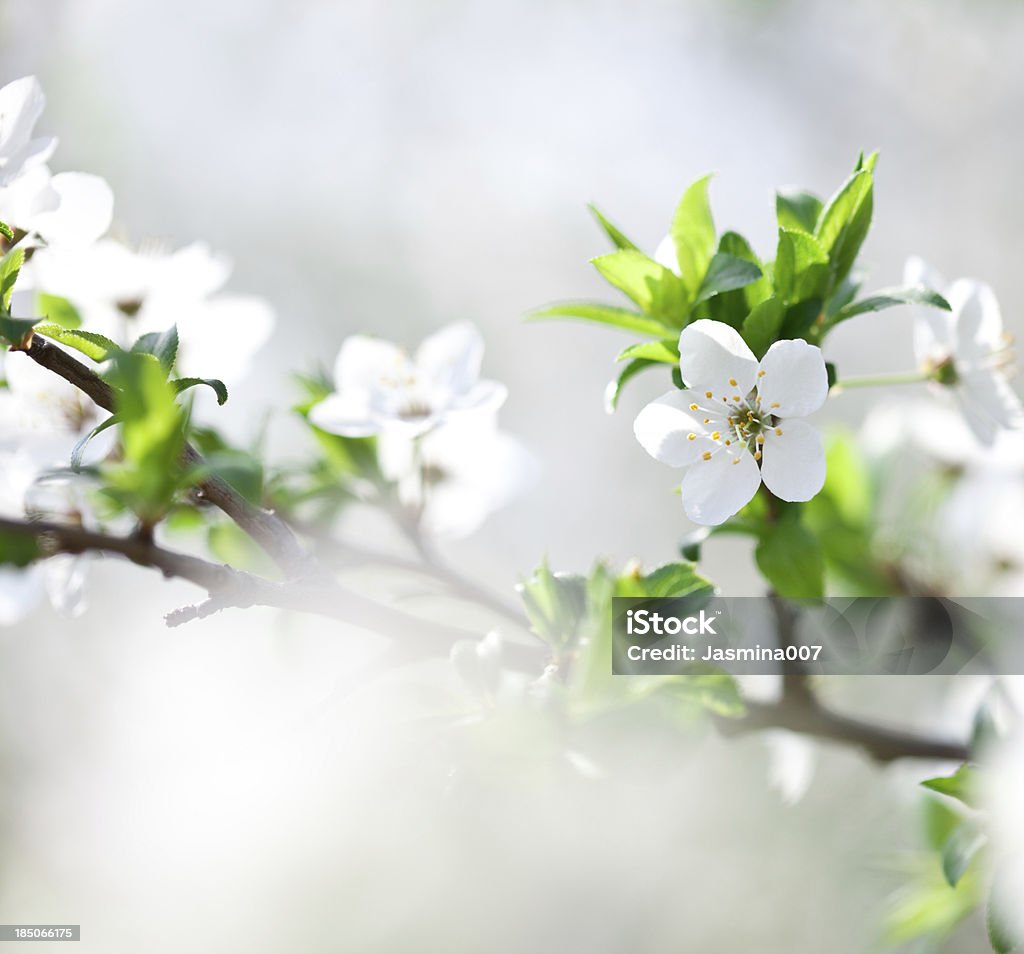 Apple Blossom - Lizenzfrei Apfelbaum Stock-Foto