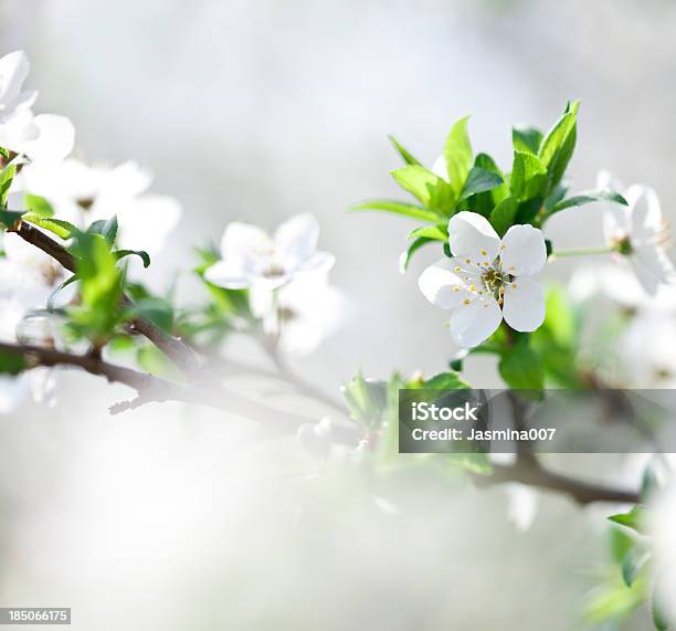 Apple Blossom Stockfoto und mehr Bilder von Apfelbaum - Apfelbaum, Ast - Pflanzenbestandteil, Baum