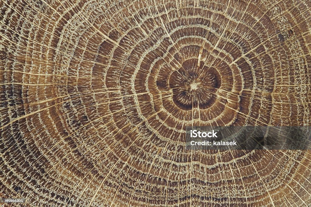 Sezione trasversale legno sfondo - Foto stock royalty-free di Anello di albero