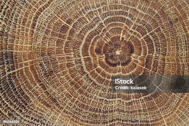 Sezione Trasversale Legno Sfondo - Fotografie stock e altre immagini di Anello di albero - Anello di albero, Close-up, Astratto