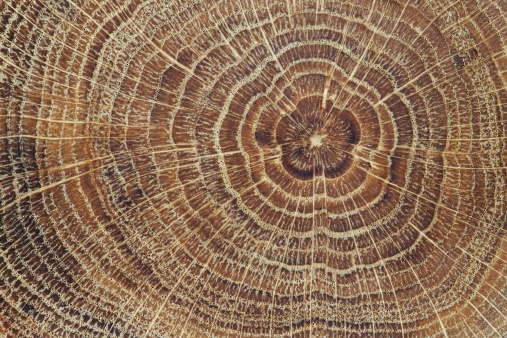 A macro image of a bright tree stump.