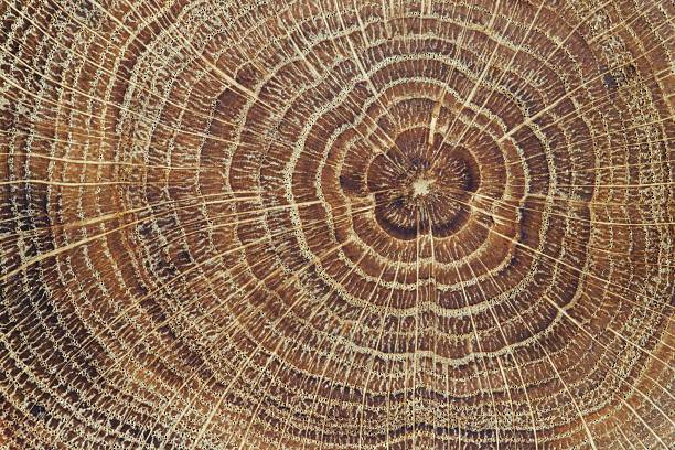 Wood cross-section background stock photo