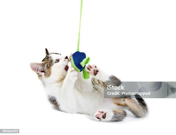 Jovem Malhado Branco Filhote De Gato Brincando - Fotografias de stock e mais imagens de Brincalhão - Brincalhão, Brincar, Gato domesticado