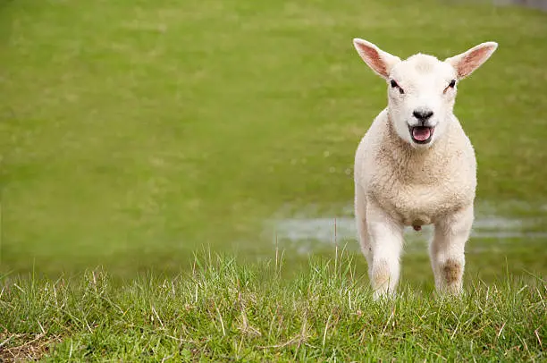 "Lamb on a dyke, with copy space. The Netherlands"