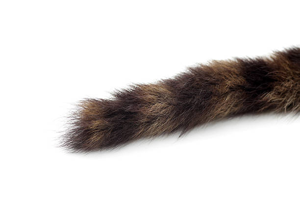 Cropped cat tail isolated on white stock photo