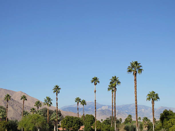 istock Palm trees and San Jacinto Mountain, California 185066591