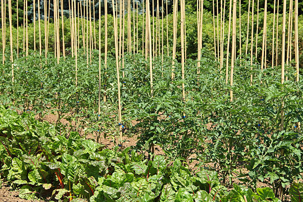 Part of the vegetable garden with tomatoes and chard