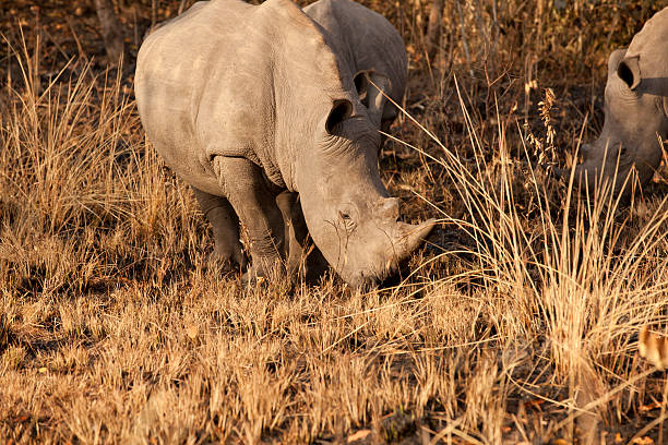 istock Young Male White Rhinos 185066671