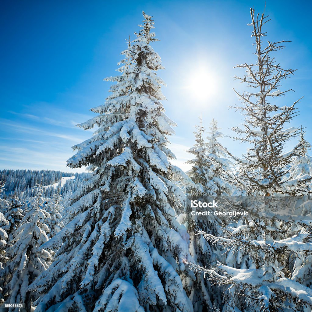 De belleza invierno - Foto de stock de Abeto libre de derechos