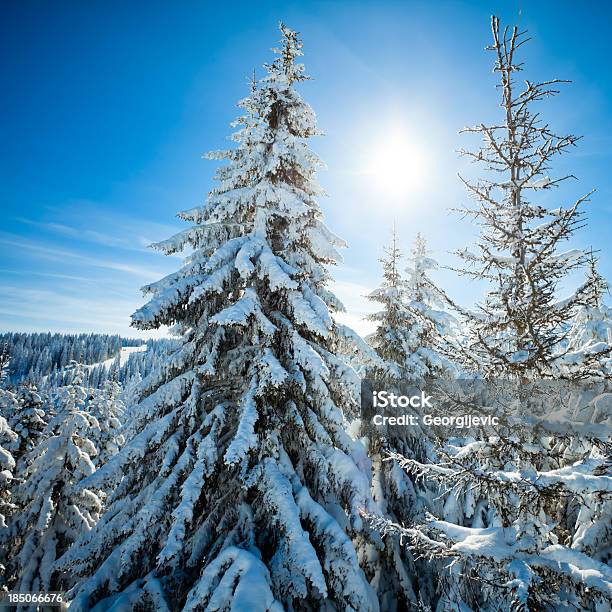 De Belleza Invierno Foto de stock y más banco de imágenes de Abeto - Abeto, Abeto Picea, Aire libre