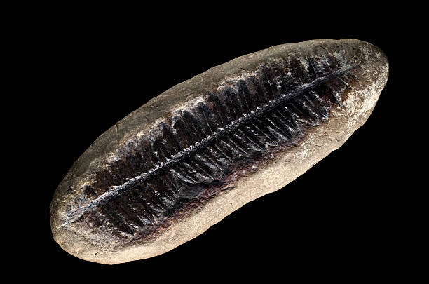 istock Natural History Fossilized Fern Leaf Isolated on Black 185066709