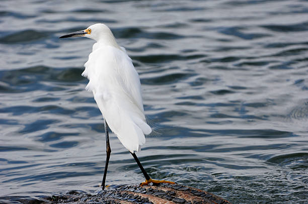 istock Snowy Egret Standing on the Shore 185066736