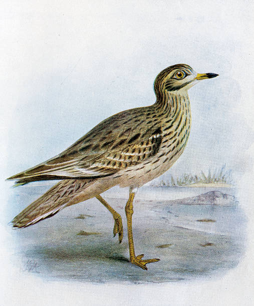 ilustrações de stock, clip art, desenhos animados e ícones de pedra maçarico-real ilustração - stone curlew