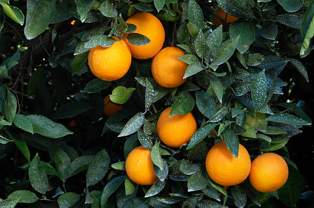 Close-up of Navel Oranges Ripening On Tree "Close-up of navel oranges ripening on tree.Taken In Gustine, California, USA.Please view related images below or click on the banner lightbox links to view additional images, from related categories." navel orange photos stock pictures, royalty-free photos & images