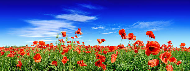 Red poppies on green field stock photo